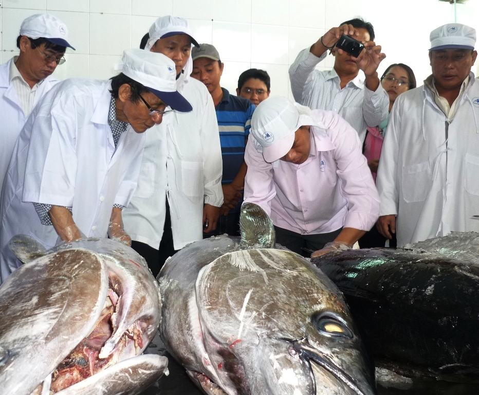 Chuyên gia Nhật Bản kiểm tra chất lượng cá ngừ đại dương của ngư dân Bình Định trước đó