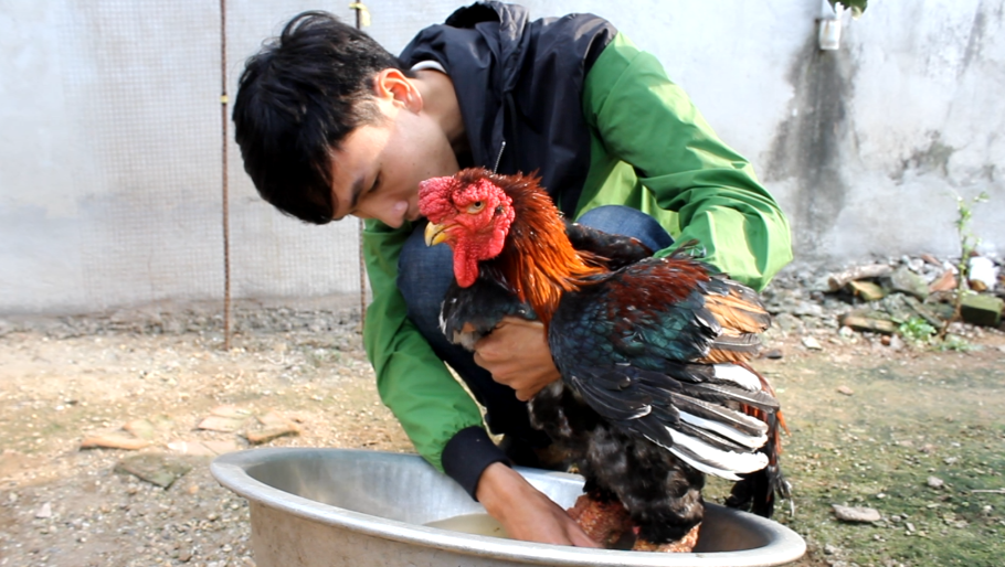 Đối với những con gà quý, giá cao, anh Trưởng thường áp dụng chế độ chăm sóc đặc biệt như: ăn thóc mầm, uống nước sôi, rửa chân nước muối ấm