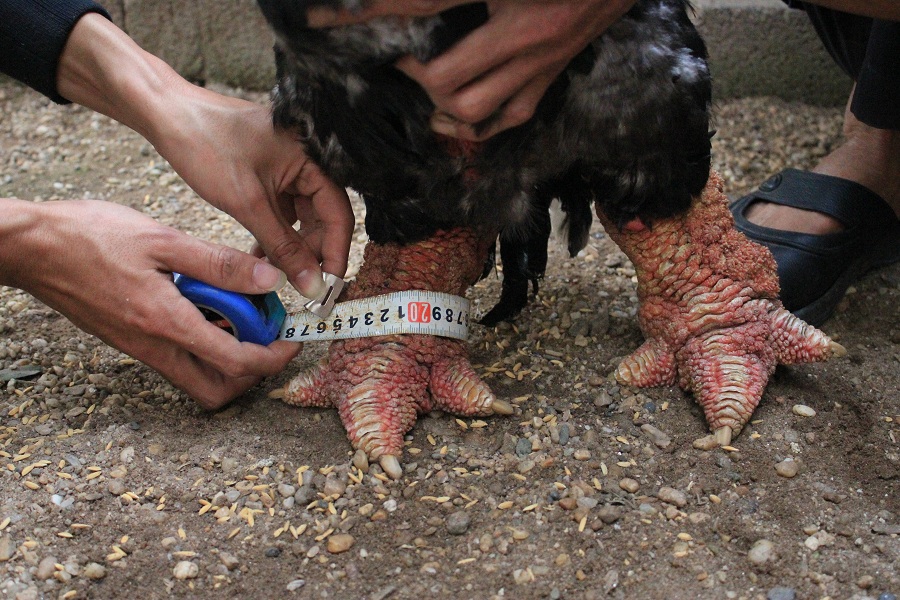 
Sở dĩ có giá cao là bởi con gà có đôi chân siêu khủng, với chu vi chân vào khoảng 23cm
