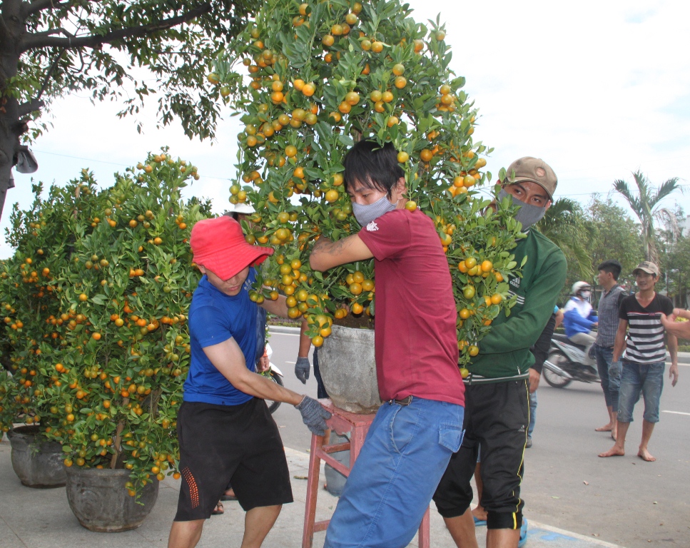 Các loại hoa, cây cảnh tấp nập đổ về TP Quy Nhơn (Bình Định) để bán cho người dân chơi Tết Nguyên đán Bính Thân