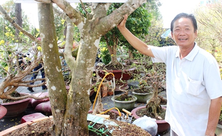 Ông Hương bên cây mai cổ thụ được ra giá 200 triệu đồng của mình