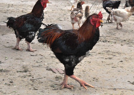 
Gà Móng là loại gà duy nhất được ghi trong Sách đỏ, hơn nữa chỉ ở xã Tiên Phong, huyện Duy Tiên
