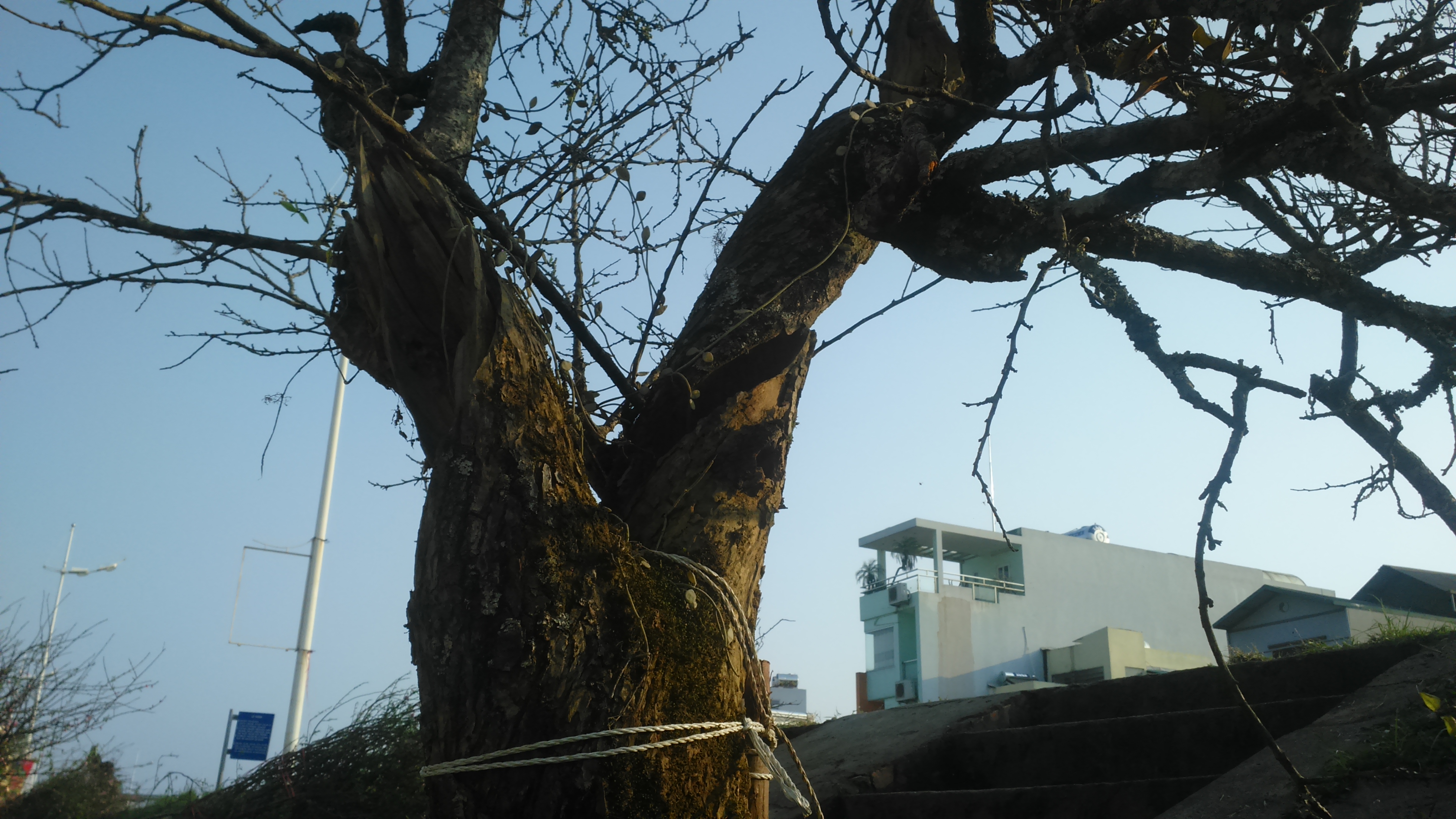 Cận cảnh cây mơ rừng trên 10 triệu trên phố Hà Nội