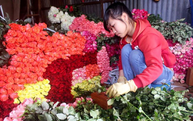 Hoa hồng Đà Lạt cho Valentine tăng giá 5 lần vẫn không đủ hàng
