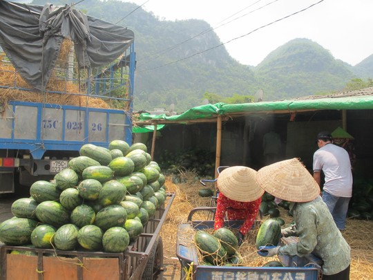 Trung Quốc là thị trường tiêu thụ dưa hấu lớn nhất của Việt Nam, chiếm khoảng 85-90% tổng sản lượng dành cho xuất khẩu và chủ yếu qua cửa khẩu Tân Thanh, tỉnh Lạng Sơn...