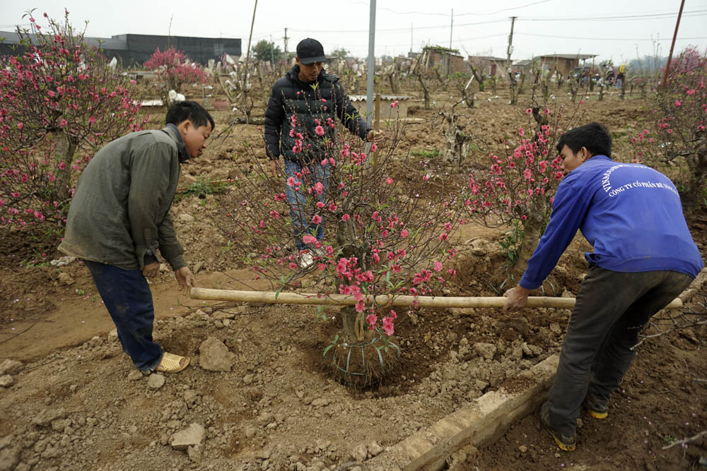
Tại một vườn đào Nhật Tân, những gốc đào dù rất đẹp những không bán được đang được chủ vườn đảo gốc bỏ hoa bắt đầu chu kì trồng mới.
