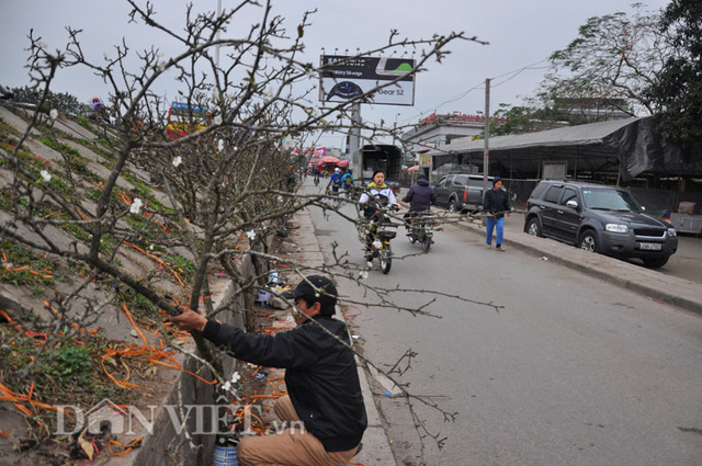 
Những cành lê rừng được anh Trường tuyển chọn mua từ các xã, huyện vùng núi của tỉnh Lạng Sơn về chợ Quảng An bán từ trước rằm tháng Giêng.
