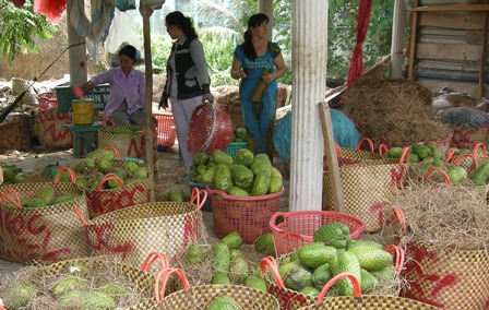 Thương lái thu mua mãng cầu xiêm tại huyện Tân Phú Đông (Tiền Giang)