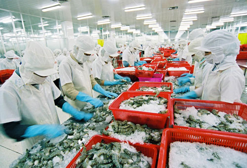 
Chế biến tôm xuất khẩu tại Công ty Minh Phú. Ảnh: T.L

