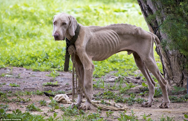 
Những con chó bị bỏ đói gầy trơ xương (Ảnh: Daily Mail)
