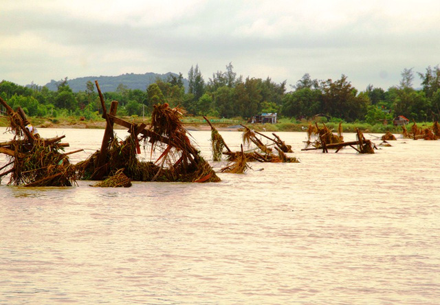 Mưa lũ ở Phú Yên những ngày qua khiến nguồn nước bị ngọt hóa dẫn đến tôm hùm chết hàng loạt
