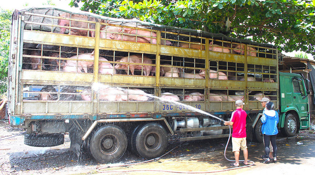 Khủng hoảng thịt lợn vì lệ thuộc vào thị trường Trung Quốc (ảnh minh hoạ)