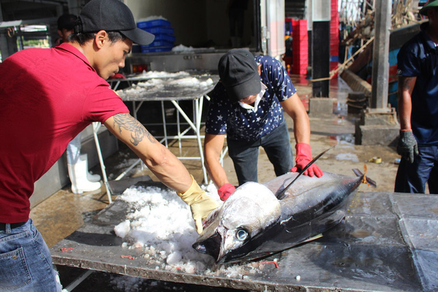 Hoạt động thu mua cá ngừ đại dương ở cảng cá Hòn Rớ (TP Nha Trang, Khánh Hòa), vào sáng cùng ngày