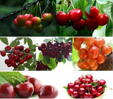 
Cherry trồng tại Sơn Đông-Trung Quốc đẹp mã như cherry ngoài hàng nhập khẩu.
