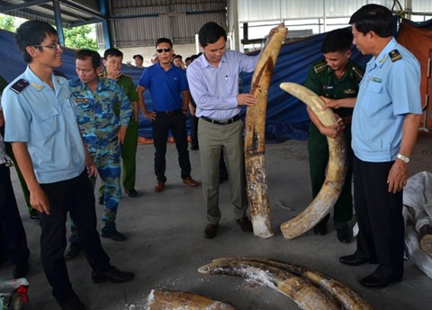 Đánh tráo, ăn cắp trên 150 kg ngà voi tang vật, một cán bộ Hải quan bị bắt