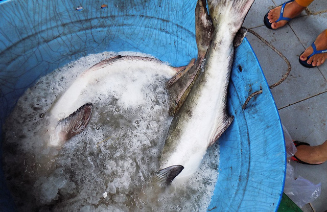 Khốn đốn vì hơn 23.000 con cá bớp nuôi đồng loạt chết