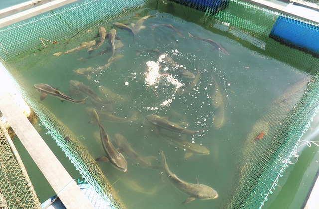 
Cá bớp nuôi lồng bè là một trong những thế mạnh ở Khánh Hòa và rất được ưa chuộng trên thị trường.
