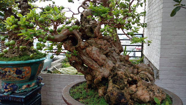 
Toàn cảnh cây ổi vô cùng quý, hiếm, có dáng, thế độc đáo, với tuổi thọ hơn 300 năm tuổi của gia đình ông Nguyễn Gia Thọ, ở Nghi Tàm (Tây Hồ, Hà Nội).
