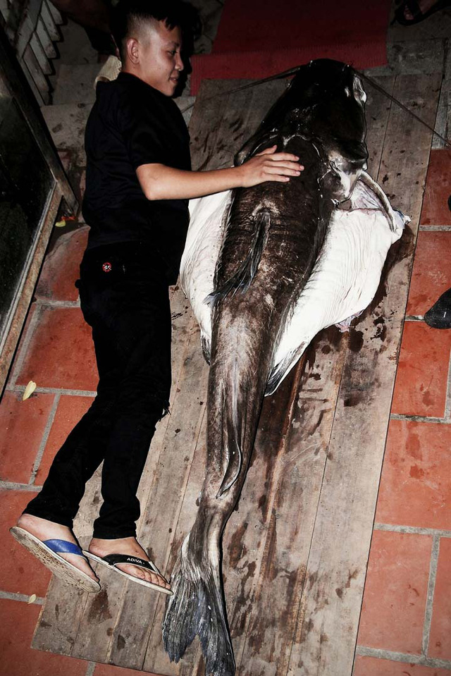 
Cá lăng có trọng lượng “khủng” câu được trên sông Sêrêpốk
