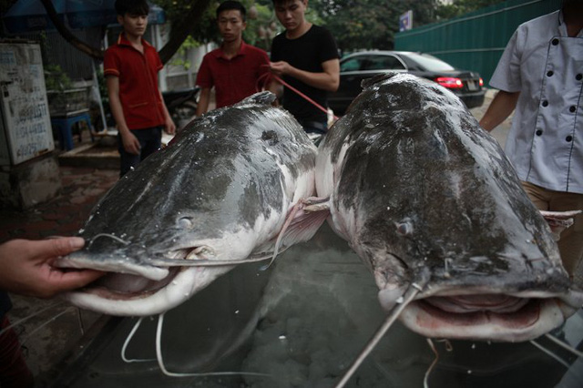 Đại gia xẻ thịt cặp cá lăng 200 kg làm đại tiệc mời khách