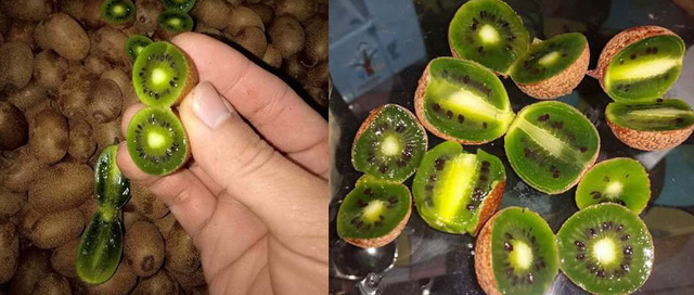 
Kiwi berry có ruột giống hệt kiwi to thường thấy
