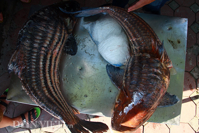 
Hai con cá sọc dưa siêu khủng vừa được thương lái vận chuyển bằng đường hàng không về Thủ đô với trọng lượng lần lượt là 46kg đối với cá sọc dưa vàng và 37 kg với cá sọc dưa đen.
