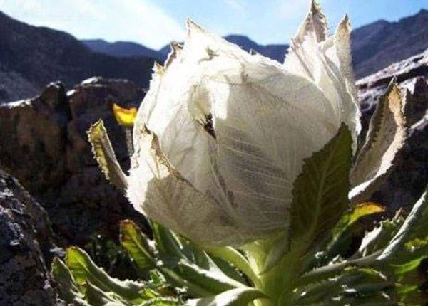 Hàng độc: Chè sen tuyết Tây Tạng, trà hoa hồng 9 năm nở 1 lần