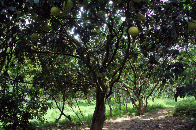 Tại vườn bưởi này có nhiều gốc quý, được gọi là cụ bưởi. Có những gốc đạt hàng trăm quả mỗi mùa.