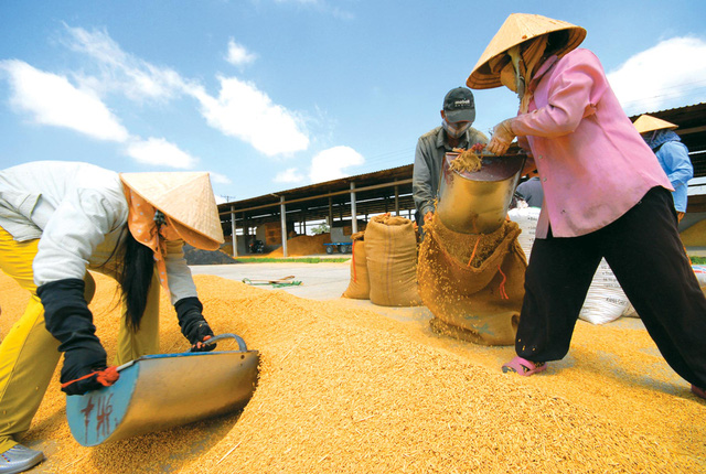 Điều kiện kinh doanh xuất khẩu lúa gạo được bãi bỏ, nhưng theo các chuyên gia kinh tế còn vô số điều kiện, giấy phép tương tự đang tồn tại (ảnh minh hoạ)