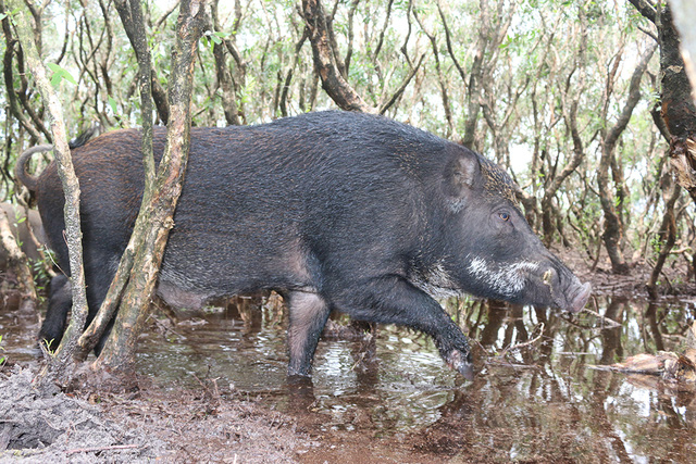 Việc đưa giống lợn rừng về nuôi ở đây không những là cách chăn nuôi mới để phát triển kinh tế mà theo ông Lương thì mục đích của việc chăn nuôi này còn để bảo vệ nguồn Gen của động vật hoang dã ở Hà Tĩnh đang ngày bị cạn kiệt.