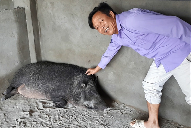 Ông Lương cho biết, đến cuối năm nay đàn lợn của ông sẽ có tổng trọng lượng khoảng 6 tấn. Ông dự tính nếu thuận lợi, năm nuôi đầu tiên này ông sẽ xuất được khoảng 3 tấn lợn rừng ra thị trường với giá 160 triệu đồng/tấn. Trừ các chi phí sẽ đem lại lợi nhuận khoảng gần 300 triệu đồng.