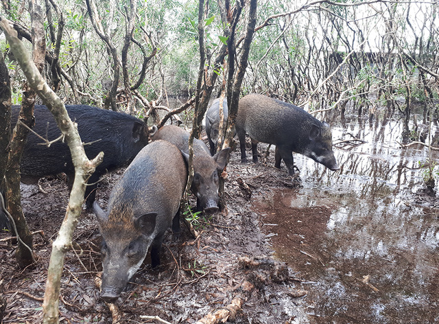 Giống lợn này không thích hợp với việc nuôi nhốt, hàng ngày chúng đi vào khu vực rừng để kiếm ăn, tối đến lại về chuồng ngủ.