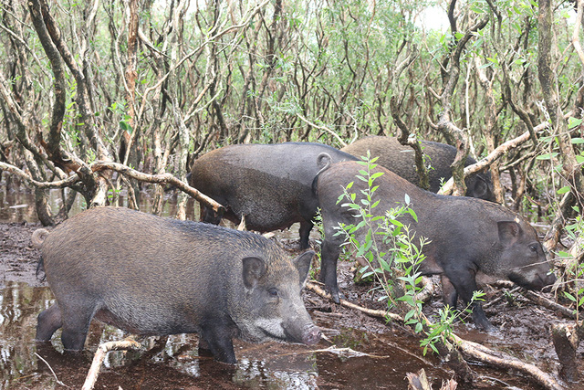 Ngoài ra, việc chăn nuôi này còn cung cấp nguồn thực phẩm sạch, hiếm, tránh sự săn bắt động vật hoang dã trên rừng.