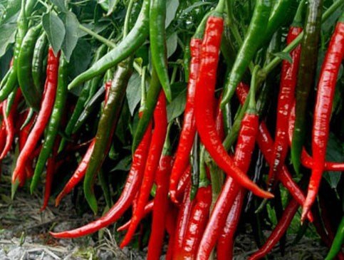 
Quả ớt cay Cayenne có chiều dài khoảng 25-30cm.
