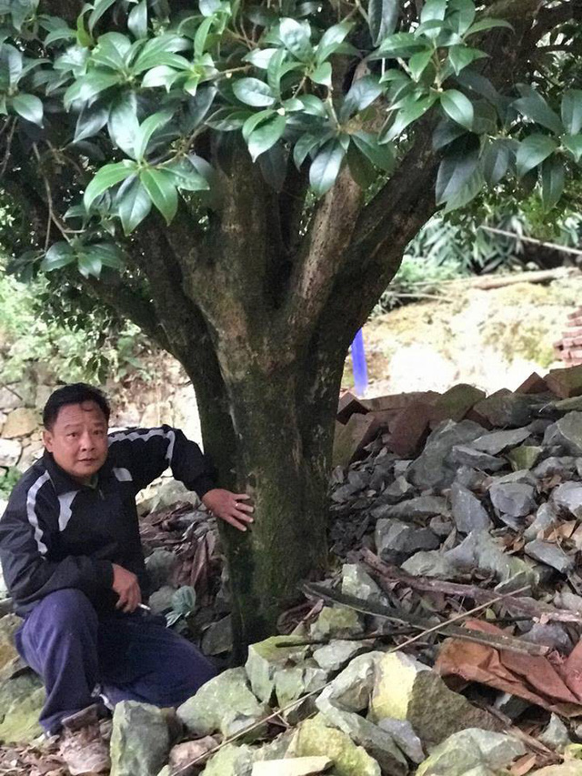 
Ông Minh chi tới gần 4,5 tỷ để mua 4 cây mộc hương cổ thụ về trồng trong vườn nhà
