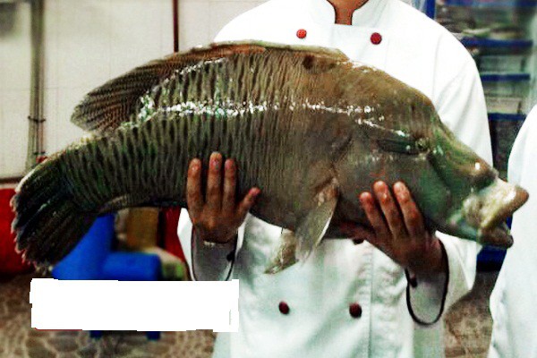 
Mỗi lần mua được một con cá sú mì nặng cân, các nhà hàng thường giới thiệu ngay cho thực khách. 
