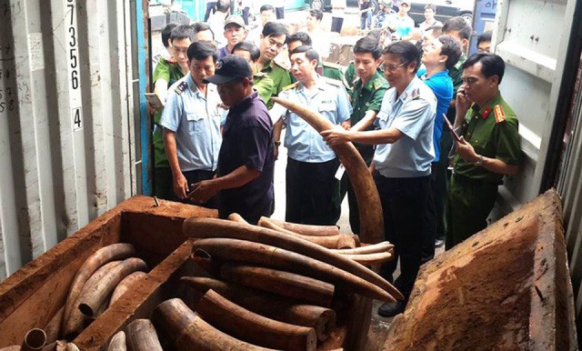 Ngà voi được nhập trái phép về Việt nam