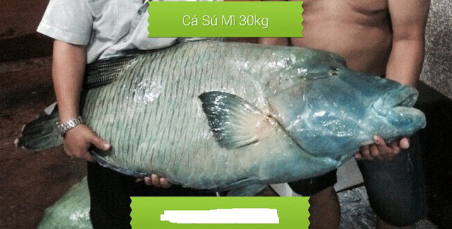 
Một nhà hàng ở Việt Nam giới thiệu con cá sú mì khủng nặng 30kg. 
