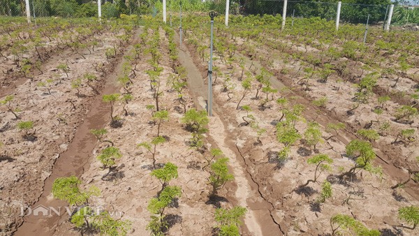 
Vườn cây đinh lăng mới trồng của anh Thuận đang phát triển rất tốt và hứa hẹn sẽ cho bội thu.
