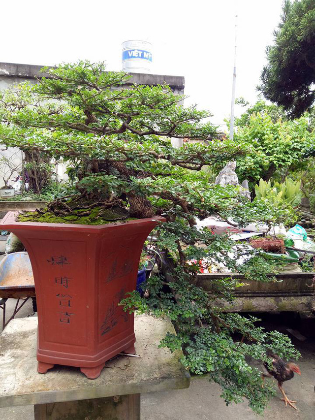 
Toàn cảnh cây cần thăng giá hàng ngàn đô của anh Nguyễn Văn Uy (phường Phả Lại, thị xã Chí Linh, Hải Dương) có tuổi đời khoảng 50 tuổi, rất quý hiếm.
