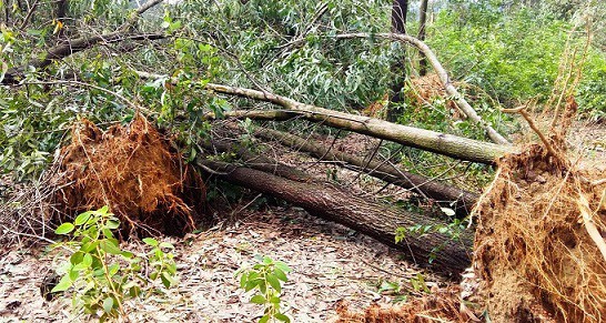 
Nhiều diện tích rừng trồng tại Bình Định ngã đổ do sự tàn phá của bão số 12
