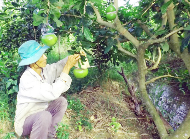 Ông Võ Trung Thành - vua tạo hình trái cây cũng cho biết, năm nay sản lượng giảm đáng kể, chỉ có 6.000 trái bưởi hồ lô cung cấp cho thị trường