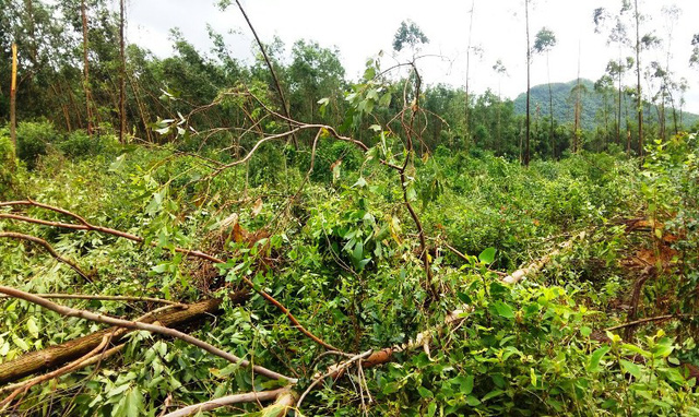 Hàng ngàn ha rừng trồng đổ ngã nhưng chưa được tận thu vì giá giảm các nhà máy không thu mua khiến các chủ rừng gặp khó