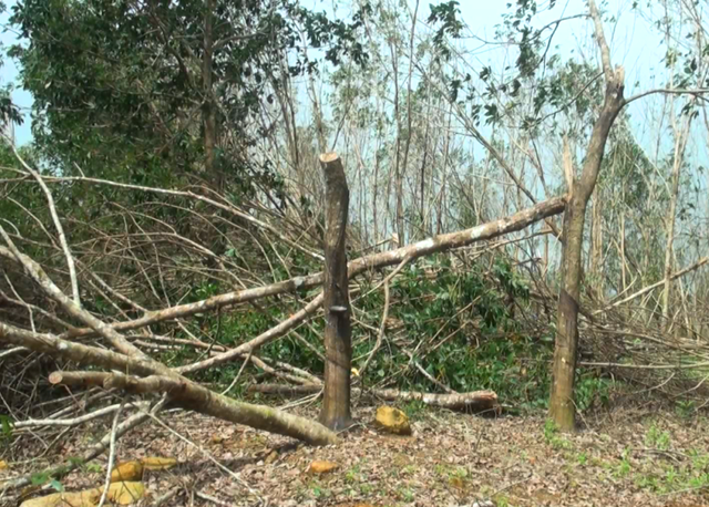 Nhiều diện tích cây cao su bị ngã đổ sau bão 12 khiến người trồng cao su ở Phú Yên trắng tay
