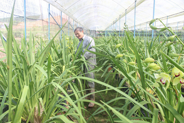 Vườn lan tiền tỷ xanh mướt của lão nông Lê Thanh Hùng ở Xuân Trường, TP Đà Lạt