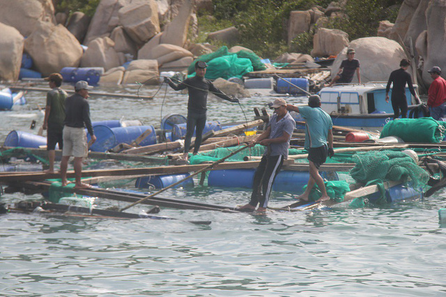 Hàng loạt lồng bè nuôi tôm hùm, cá bớp, cá mú... trên Vịnh Vân Phong, Khánh Hòa tan hoang sau bão số 12 hồi tháng 11 năm nay