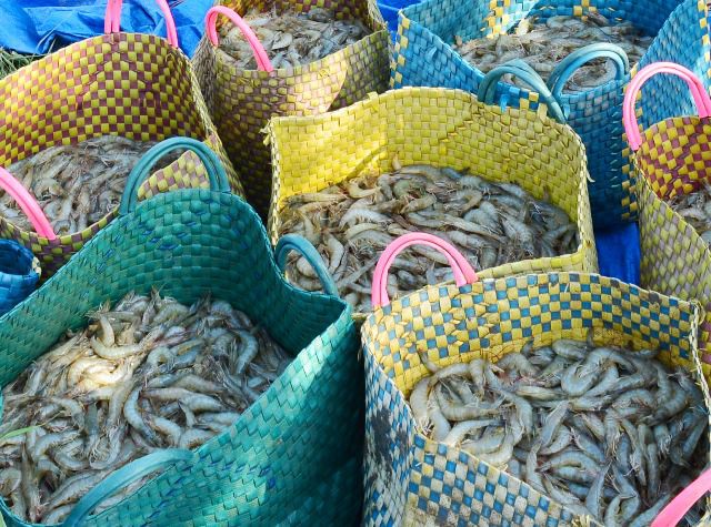 Cà Mau: Phạt hành chính 2 người Trung Quốc thu mua thủy sản trái phép
