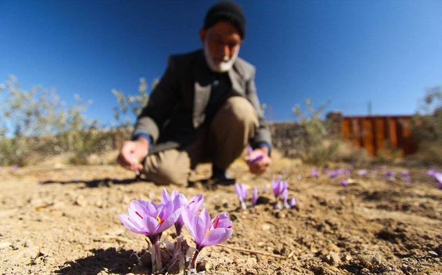 Hoa nghệ tây được trồng, thu hoạch ở Iran và trồng ở biên giới Iran và Afganistan mới mang đậm vị Trung Đông