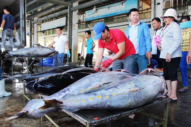 Hoạt động thu mua cá ngừ đại dương tại Cảng cá Hòn Rớ (TP Nha Trang, Khánh Hòa)
