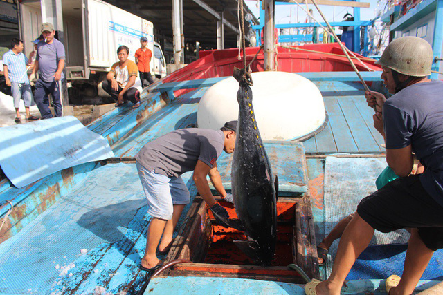 Do ảnh hưởng của bão Tembin, nhiều tàu hành nghề câu cá ngừ đại dương ở Nam Trung Bộ đã bị thua lỗ